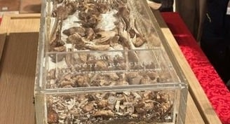 St. Francis' relics open to public for first extended veneration in 800 years