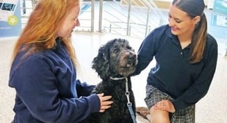 Lovable therapy dog brings serenity, fun to Catholic school every day, one tail wag at a time