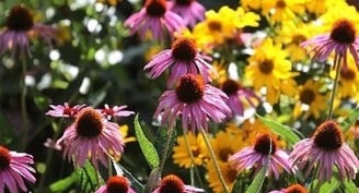 The beauty of Ballerina Farm mom's nine kids