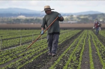 Tension emerges between Trump immigration policies and agricultural industry