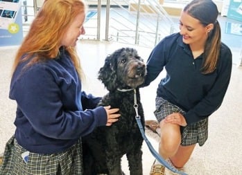 Lovable therapy dog brings serenity, fun to Catholic school every day, one tail wag at a time