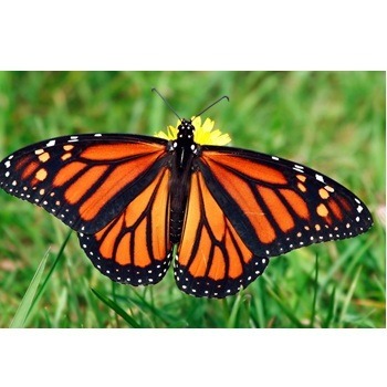 Memorial Butterfly Garden