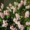 Easter Flower Donations