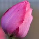 Mother's Day Novena