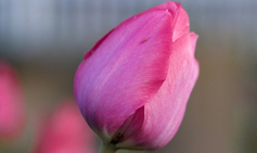 Mother's Day Novena