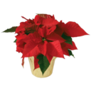 SJCS: Poinsettia Sale