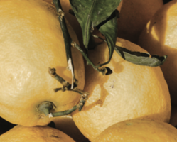 Squeezing Lemons, Serving Christ