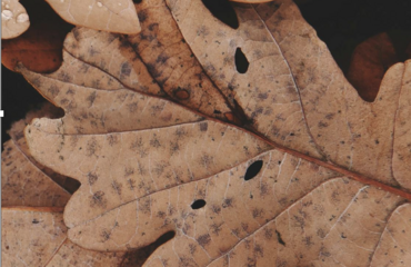 Fall 2025 Newsletter