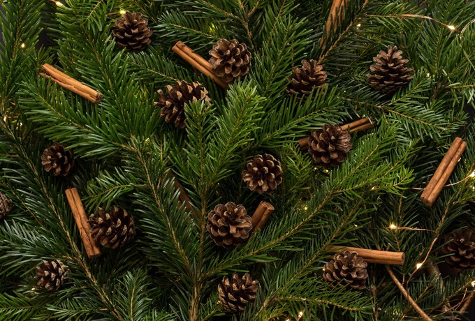 Christmas Tree Pick Up