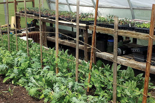 Harmony Farm, Goshen.