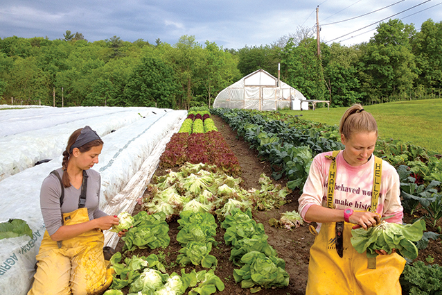 Harvesting lettuce at Sisters Hill Farm in Stanfordville. // Photograph by Chris Sheridan.