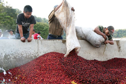 San Lucas Farmers Processing Coffee Beans