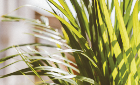 Palm Sunday of the Passion of the Lord