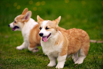 Blessing of the Animals