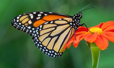 Know Your Rights, Share Your Knowledge