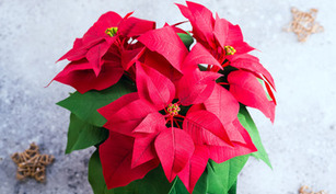Christmas Flowers
