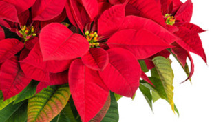 2022 Christmas Market Friday and Saturday, November 4 & 5