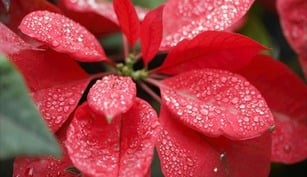 Donate a Poinsettia