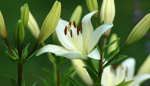 Easter Flower Offering
