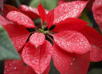 Donate a Poinsettia