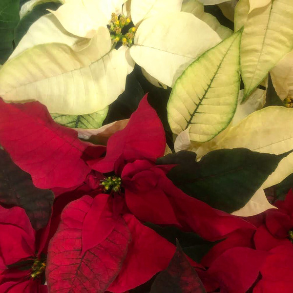 Women's Guild 2025 Annual Christmas Party