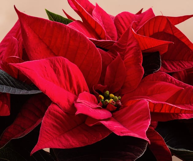 Advent Festival of Lessons & Carols at Saint John's Seminary