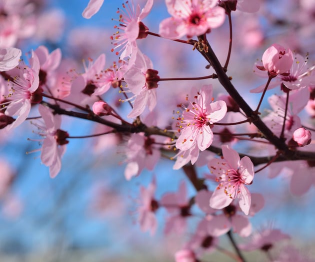 Social Justice Convocation