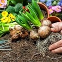 ACC Bulb Sale - Happening Now