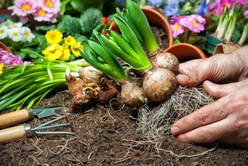 ACC Bulb Sale - Happening Now