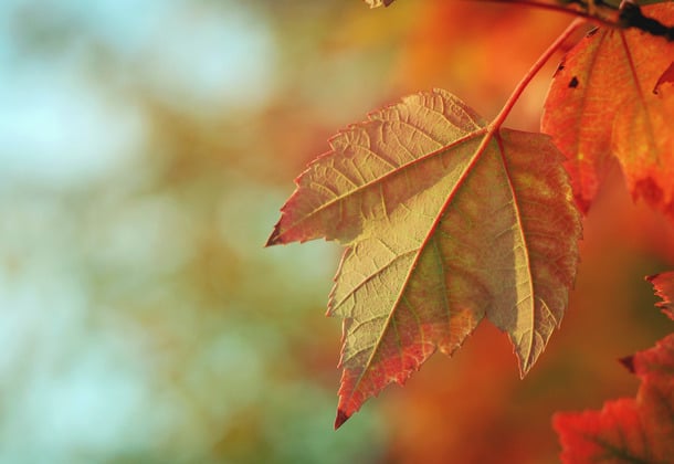 Altar & Rosary Society's Fall Social