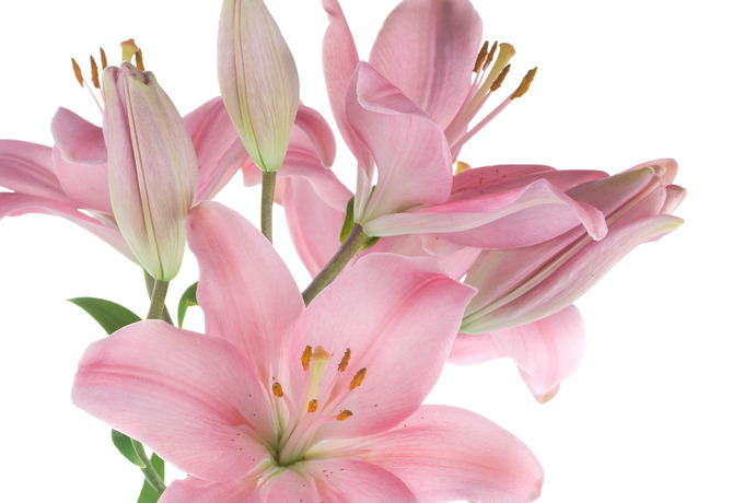 2023 Easter Flower Donations