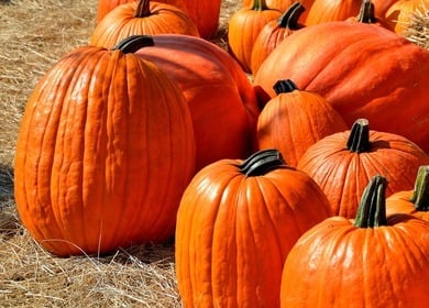 Nov. 16 Harvest Supper