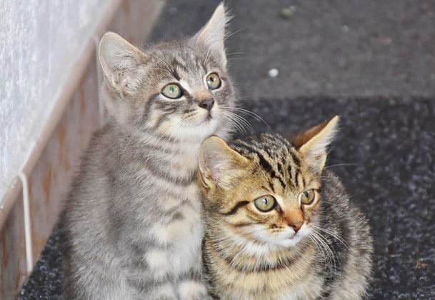 Oct. 5th: The Blessing of the Animals