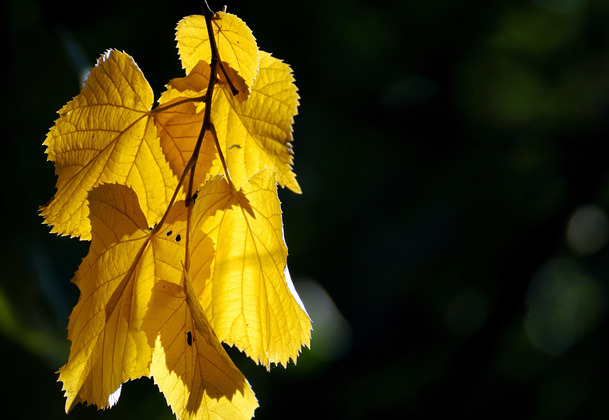 The Parish Office Will Be Closed Oct. 13