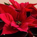 Poinsettia Dedications