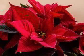 Poinsettia Dedications