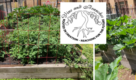 Vine and Branches - Open Gardens Walk
