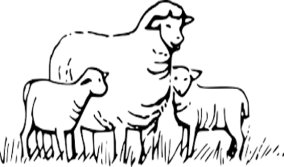 Calling all Little Lambs Ages 18 Months - 3 Years of Age!