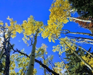 Can You See Yourself Reflected in the Seasons?