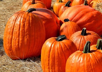 Vesperman Farm Visit