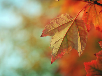 St. Charles Fall Festival