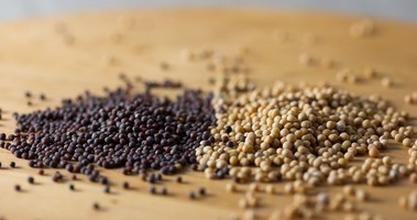 July 28: Seeds / Semillas