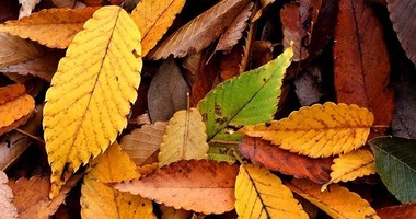 November 7: Wisdom and Prudence / Sabiduría y Prudencia