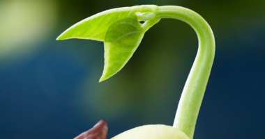 July 23: Growth and Maturity / Crecimiento y Madurez