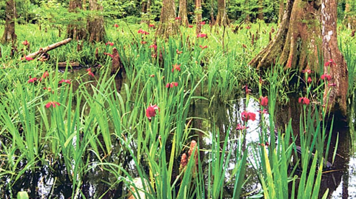 Louisiana irises are being protected and conserved