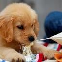 Puppy perfection