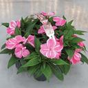 Spring Plant Sale, now through March 28