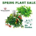 Spring Plant Sale Fundraiser - now through March 29, 12noon