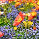 8TH ANNUAL Hanging Flowering Basket Sale May 12 - May 13