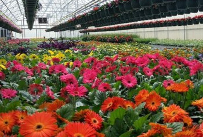 HSA - Spring Flower Sale